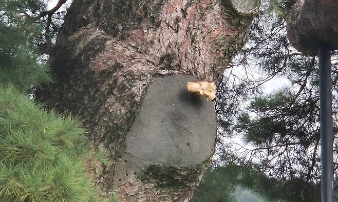 경남 거창군 당산마을에 있는 당송나무에서 5년 만에 소나무꽃 '송이'가 피었다./사진=거창군 제공