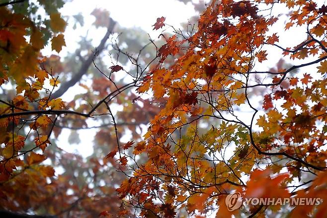 설악산 단풍 [연합뉴스 자료사진]