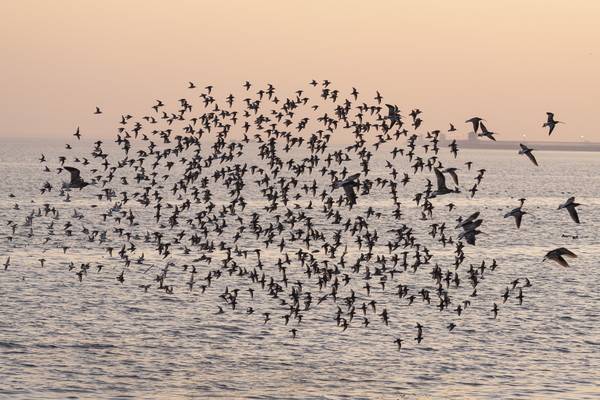 인천 앞바다 철새 군무 2024.10.31 [경인방송DB]