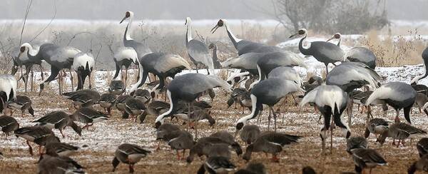 먹이활동 중인 두루미 [사진=연합뉴스]