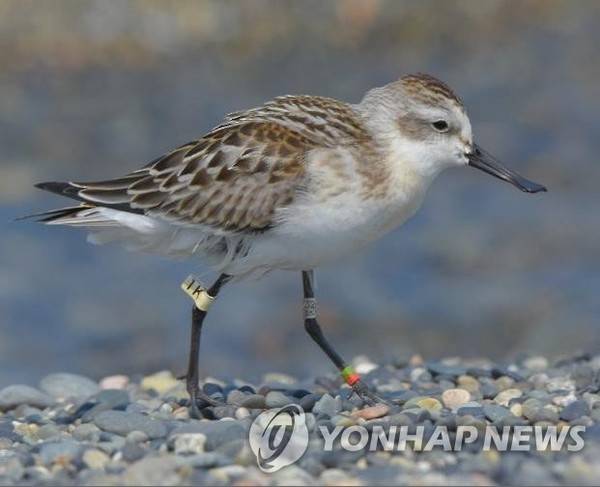 발목에 가락지를 달고 있는 넓적부리도요 [사진=연합뉴스]