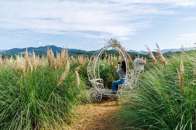 신생마을에서 만날 수 있는 팜파스그라스