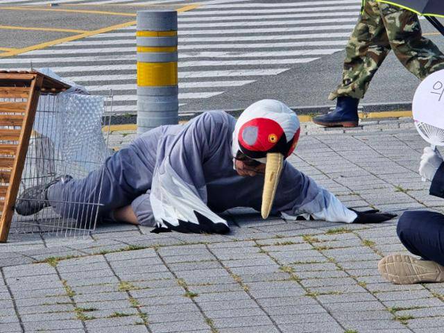 15개 시민단체는 23일 경남 김해시청 앞에서 기자회견을 열고 화포천습지과학관 개관식에서 벌어진 황새 폐사 진상 규명과 책임자 처벌을 촉구했다. 황새 복장을 한 활동가가 좁은 공간에 갇혔다 죽은 황새의 모습을 재현하고 있는 모습. 김해환경운동연합 제공