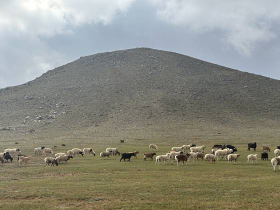 몽골 바양항가이 초원에서 가축들이 풀을 찾아 이동하고 있다. 천권필 기자
