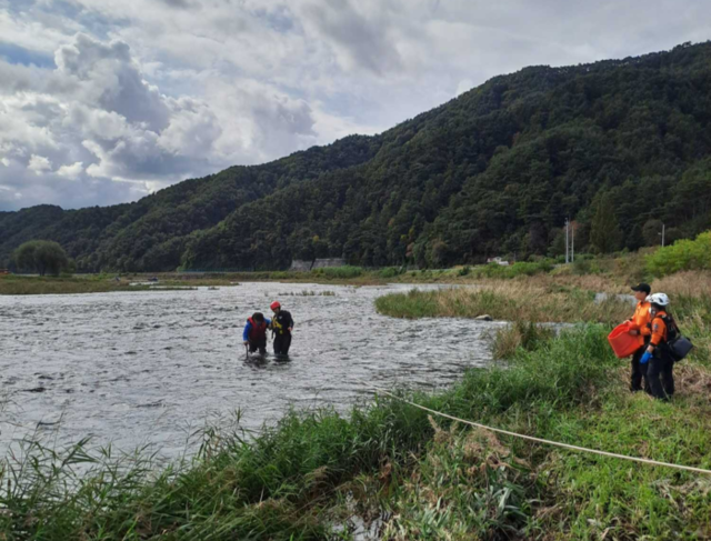 ▲ 23일 오전 11시 15분쯤 평창군 평창읍 하리 평창5교 인근에서 60대 남성이 다슬기를 잡으려다 물살에 고립돼 소방당국이 구조했다. 강원소방본부 제공