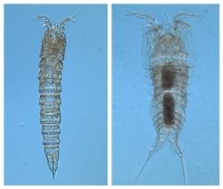 25일 독도의 날을 앞두고 독도 주변 해역에서 발견된 요각류 2종. 왼쪽 사진은 갈고리노벌레목(Harpacticoida)의 신과(新科)에 속하는 신종, 오른쪽은 장군여왕노벌레과.