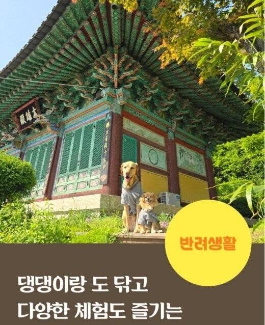 몇해전 한 사찰에서 벌인 반려 템플스테이