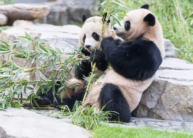 에버랜드 ‘판다 세컨하우스’에서 건강하게 독립 생활을 이어가고 있는 루이바오와 후이바오 [에버랜드 제공]