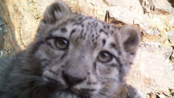 카메라에 포착된 새끼 눈표범.[WWF 홈페이지 갈무리]