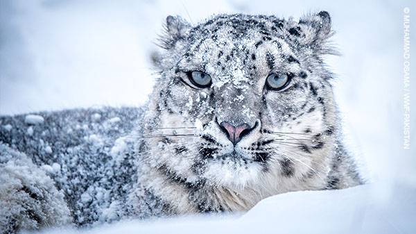 히말라야 고산지대에 서식하는 눈표범.[WWF 홈페이지 갈무리]