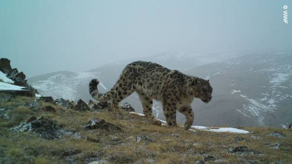 히말라야 고산지대에 서식하는 눈표범.[WWF 홈페이지 갈무리]