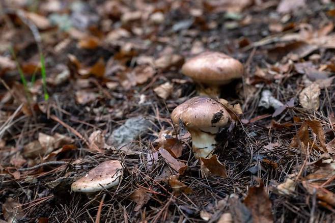 영덕군 자연산 송이.