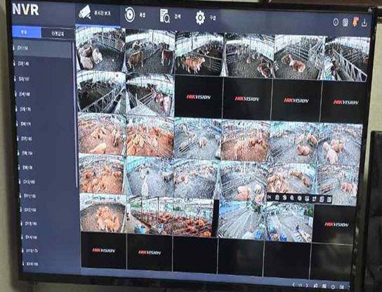 AI 기반 한우 스마트팜 번식관리 시스템 본격 가동 장면ⓒ포천시 제공