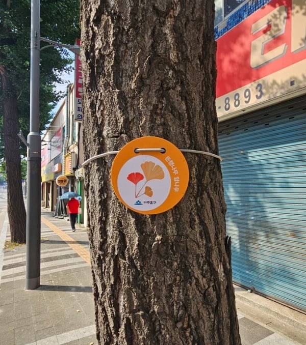 인천의 한 은행나무 암나무에 달려있는 표찰. 제거 및 열매 조기 채취 등 선제 대응을 위한 조치다. /미추홀구