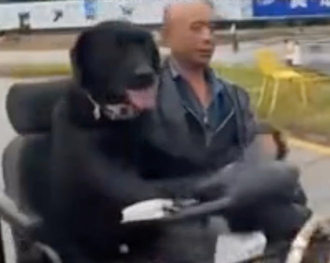 훈련사 천 씨(Chen)와 반려견 ‘완쯔’의 모습. 사진=더우인(抖音) 캡처