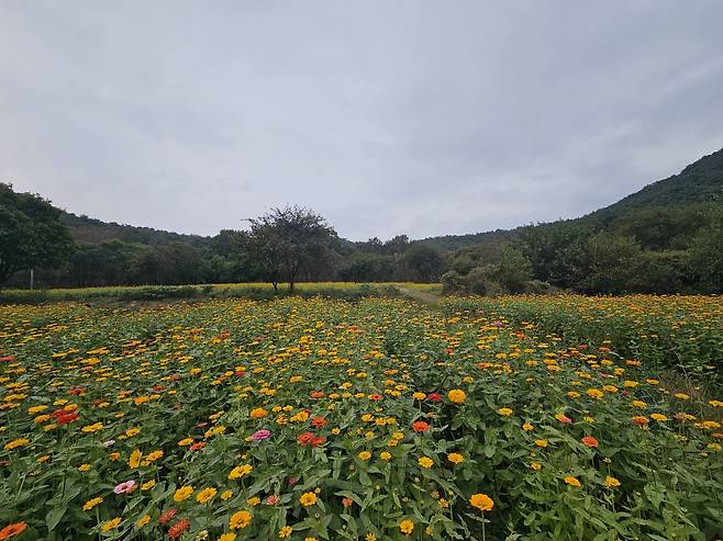 충북 청주시 상당구 상당산성 일원 백일홍 꽃밭. 청주시 제공