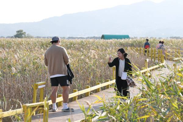 지난 25일 '제10회 강진만 춤추는 갈대축제'가 개막한 가운데 갈대밭을 찾은 방문객들이 사진을 촬영하고 있다. 강진군 제공