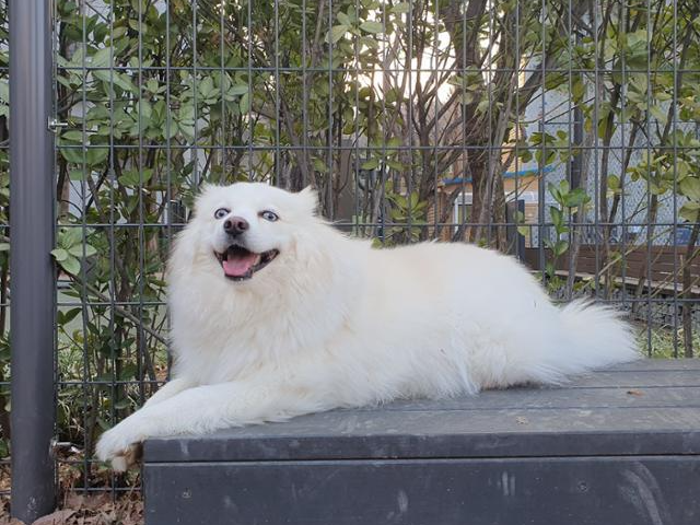전 보호자에게 학대받았지만 해맑은 성격의 모찌. 동물권단체 하이 제공