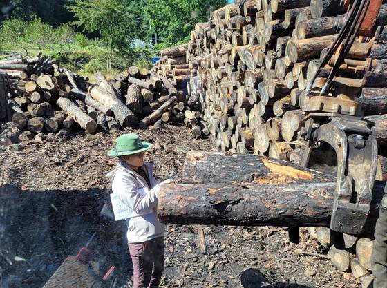 가톨릭관동대 산림치유학과 3학년에 재학 중인 김미경(49)씨가 현장에서 나무의 길이 등 치수를 재는 작업을 하고 있다. [사진 김미경씨 제공]