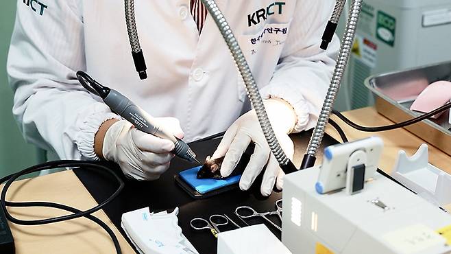 연구팀이 실험용 쥐에게 나노입자-줄기세포 복합체 이식 실험을 하고 있다.[한국화학연구원 제공]