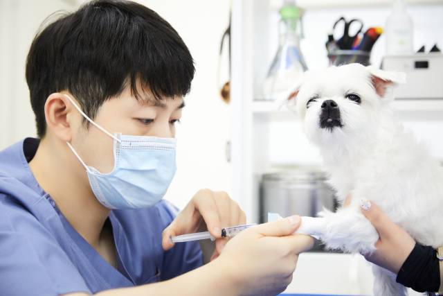 본동물메디컬센터 24시 수성점 임세평 원장이 강아지를 진료하고 있다. 본동물메디컬센터 제공