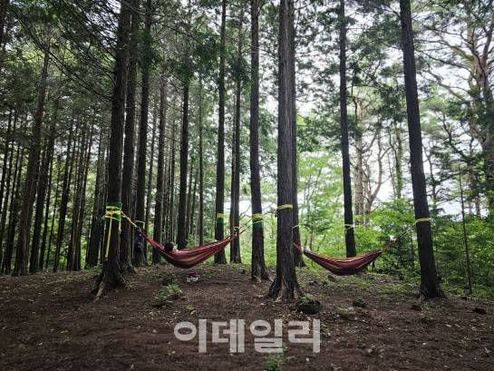 전북 고창의 문수산 편백숲을 찾은 방문객들이 해먹 등을 활용한 산림치유를 하고 있다 . (사진=국립고창치유의숲 제공)