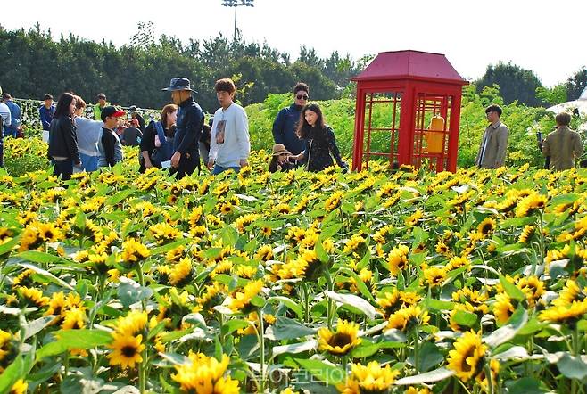 거제섬꽃축제 / 사진-거제농업기술센터