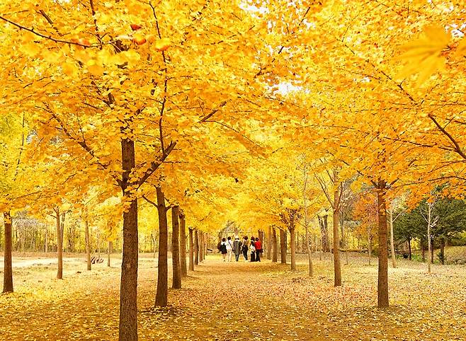 홍천지역 가을을 대표하는 최고명소인 내면 광원리 은행나무숲. 홍천군 제공
