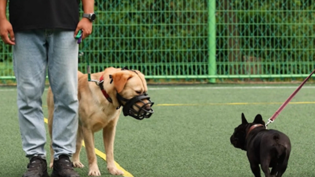 맹견을 대상으로 기질평가를 하는 모습. 경남도 제공