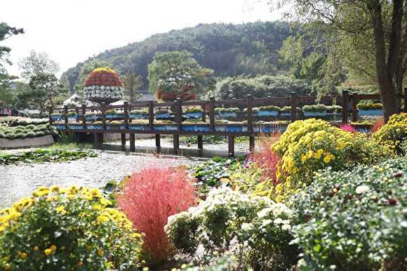 지난해 태안국화축제[사진=태안군]