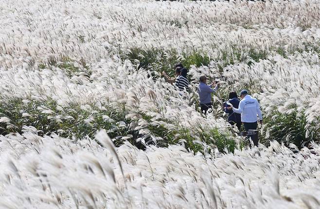 일요일인 26일 제주시 조천읍 산굼부리에서 관광객과 나들이객들이 억새 물결을 감상하고 있다. 연합뉴스