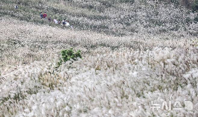 [제주=뉴시스] 우장호 기자 = 완연한 가을 날씨를 보인 25일 오후 제주시 애월읍 봉성리 새별오름을 찾은 관광객들이 활짝 핀 억새를 감상하고 있다. 2025.10.25. woo1223@newsis.com