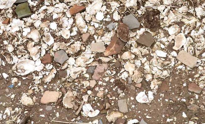 조개껍데기와 유물 모습 [국립완주문화유산연구소 제공. 재판매 및 DB 금지]