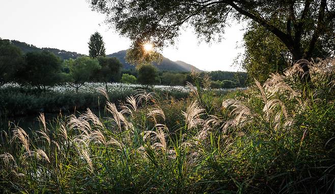 '2025 울산 태화강 국가정원 가을축제'가 열리고 있는 지난 26일 태화강 국가정원 내 실개천의 은빛 억새. 이수화 기자