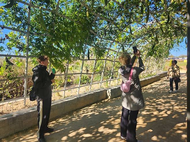 ▲ 첨성대 인근 덩굴길에서 외국인 관광객들이 휴대폰으로 사진을 찍으며 여유로운 오후를 즐기고 있다.서의수 기자