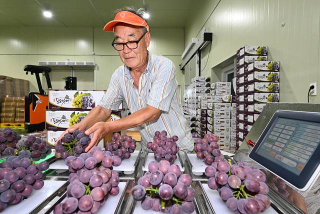 이재규씨가 거제시 둔덕면에서 중량 조합식 선별기로 포도를 분류하고 있다./성승건 기자/
