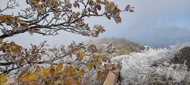 28일 아침 06시 40분 전북 무주군 덕유산 설천봉은 기온이 영하 5.3도까지 떨어지고, 94%의 습도가 형성되면서 덕유산 향적봉 대피소 등 주능선에 상고대가 생성됐다.(덕유산사무소 제공. 재판매 및 DB금지)2025.10.28/뉴스1 ⓒ News1 김동규 기자