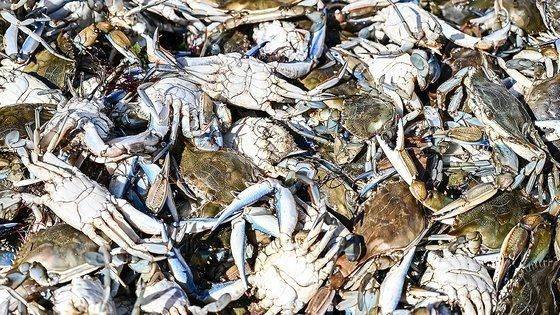 꽃게 모습. ⓒ연합뉴스