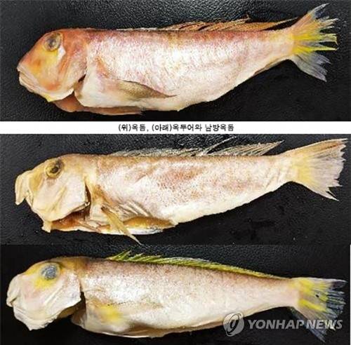 ▲ 사진은 옥돔(맨 위)과 옥두어(두 번째)·남방옥돔. 옥돔은 눈 밑에 은백색 삼각형 반점이 있고, 몸 중앙에 불규칙한 노란색 세로 방향의 띠무늬가 있다. [식품의약품안전처 제공]