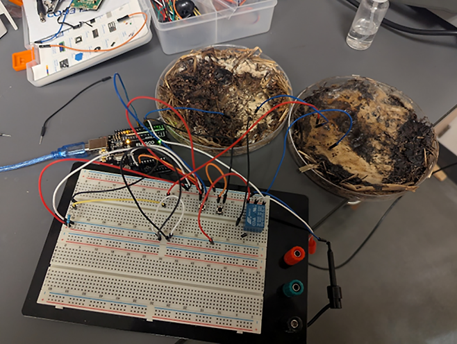 미국 오하이오주립대 연구진이 재배한 표고버섯 균사체를 대상으로 반도체 성능 시험이 이뤄지는 모습. 오하이오주립대 연구진 제공