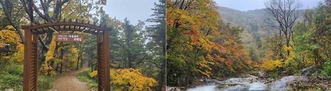 오대산 선재길[국립공원공단 제공]