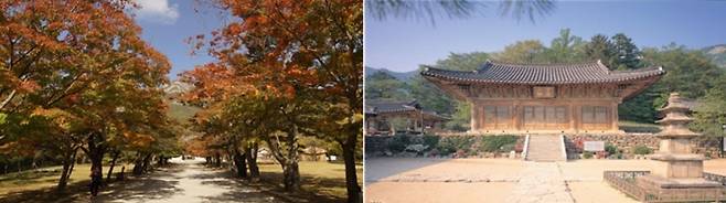 변산반도 전나무숲길[국립공원공단 제공]