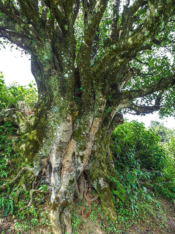 밑동의 둘레가 5.84m로 우람한 금수차존.