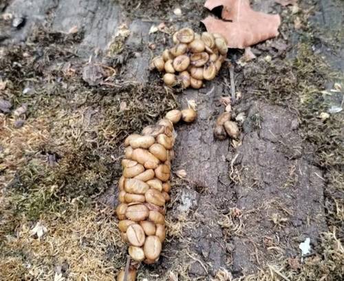 '사향고양이'로 불리는 아시아 팜 시벳이 잘 익은 커피 열매를 먹고 배설한 원두. 사진 제공=Ramit Mitra