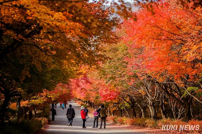 천안 독립기념관 단풍나무숲길. 충남도
