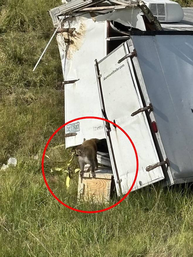 미국 미시시피주의 한 고속도로에서 난 교통사고로 바이러스를 옮길 가능성이 있는 실험실 원숭이들이 탈출하는 사건이 발생했다./사진=미국 미시시피 주 재스퍼 카운티 보안관실 공식 페이스북