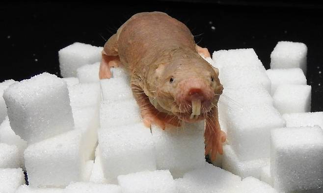 각설탕 위의 벌거숭이두더지쥐. 산소가 부족해지면 포도당 대신 과당을 분해해 에너지를 생산한다./Jane Reznick/Gary Lewin/MDC/PA