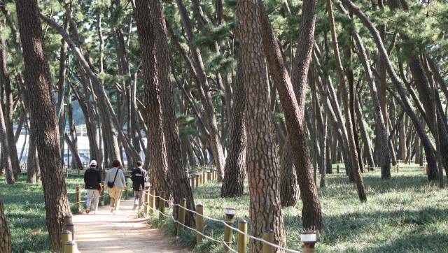 한 가족이 경남 밀양시 삼문송림에서 산책을 즐기고 있다. 남태우 기자