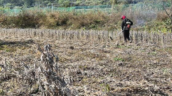 A farmer cuts down soybean crops that have been damaged due to unseasonal autumn rains on a field in Yeongdong, North Chungcheong on Oct. 29. [JOONGANG ILBO]