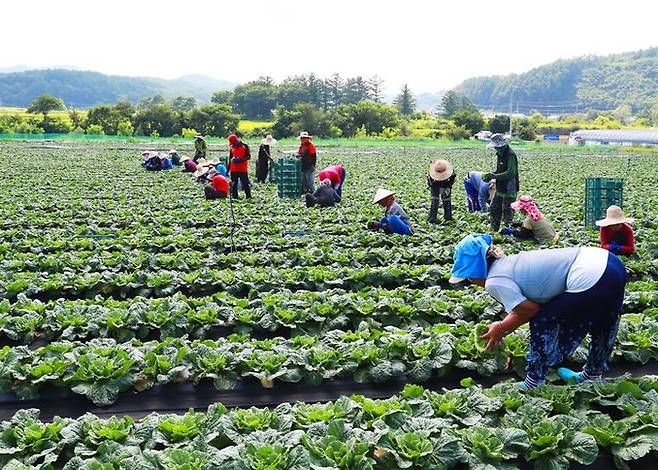 농협 공공형 계절 근로사업 / 사진 = 영양군